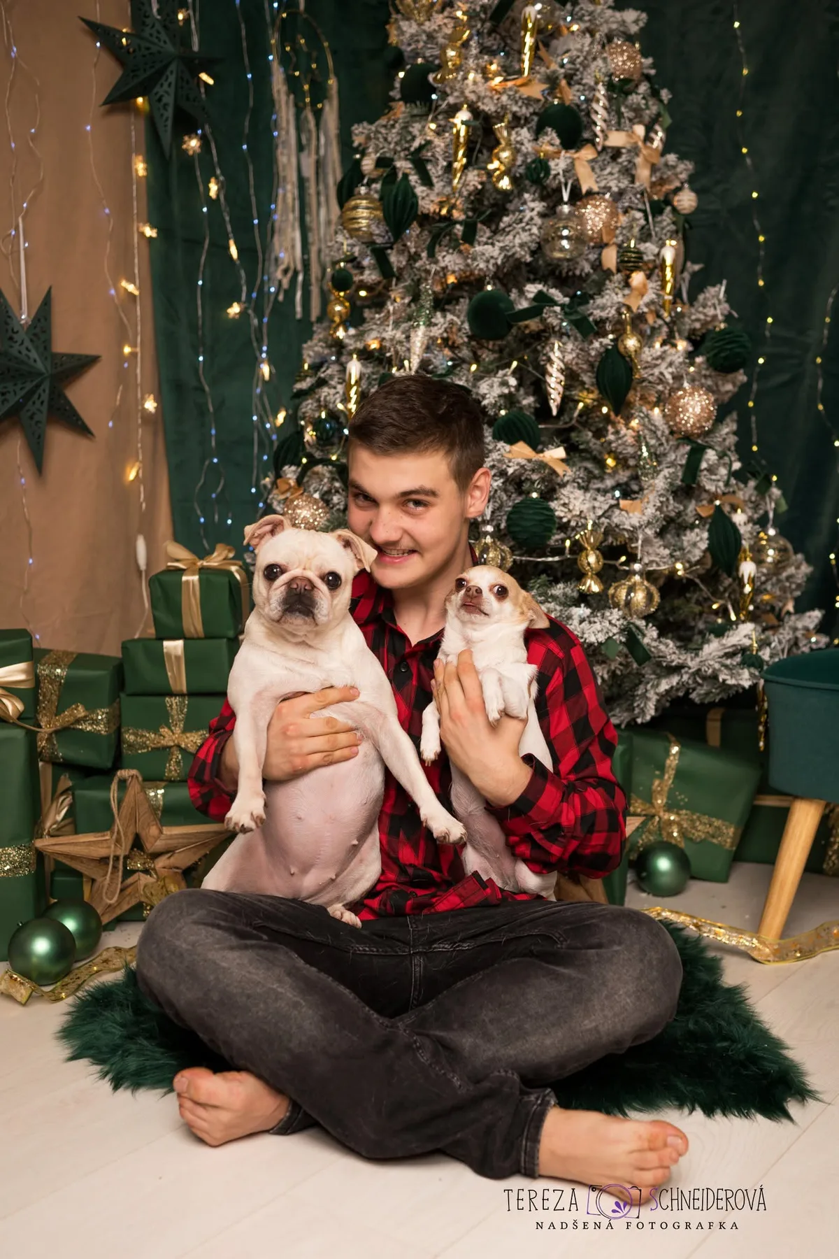 Muž se dvěma francouzskými buldočky u vánočního stromku